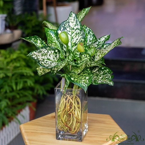Vạn Lộc Trắng 01 - Cây Thủy Canh