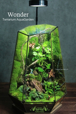 Terrarium 292 - Wonder