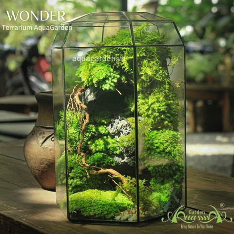 Terrarium 04 - WONDER