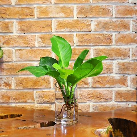 Đế Vương Vàng 14 - Cây Thủy Canh