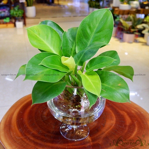 Đế Vương Vàng 07 - Cây Thủy Canh