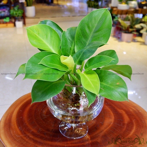 Đế Vương Vàng 07 - Cây Thủy Canh