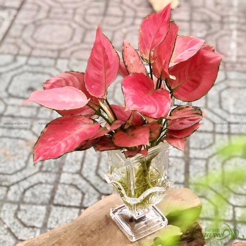 Hồng Phát Lộc 27 - Cây Thủy Canh