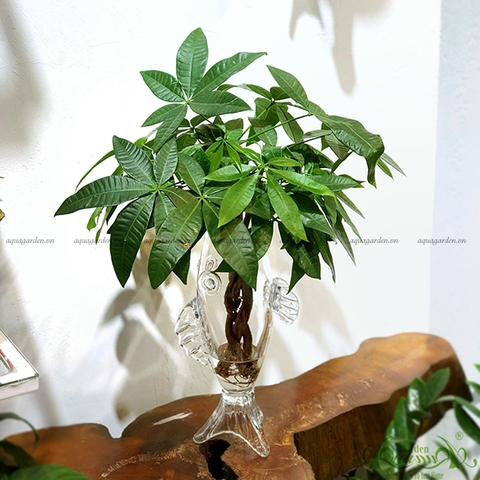 Kim Tiền Bím 02 - Cây Thủy Canh
