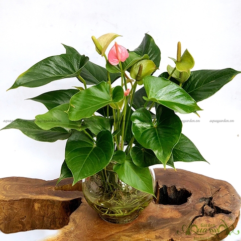Hồng Môn 11 - Cây Thủy Canh