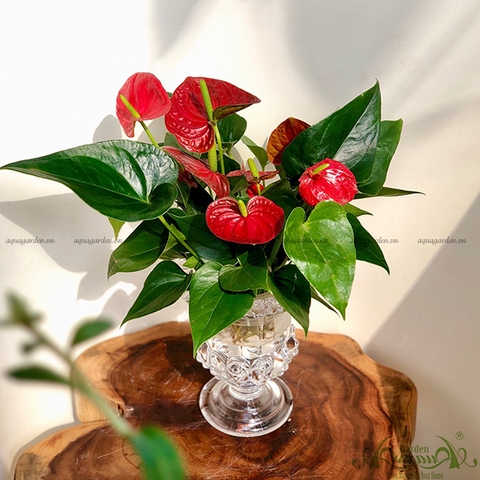 Hồng Môn 19 - Cây Thủy Canh