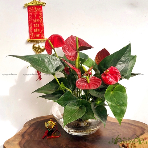 Hồng Môn 20 - Cây Thủy Canh