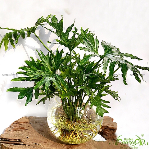 Thanh Xuân 04 - Cây Thủy Canh