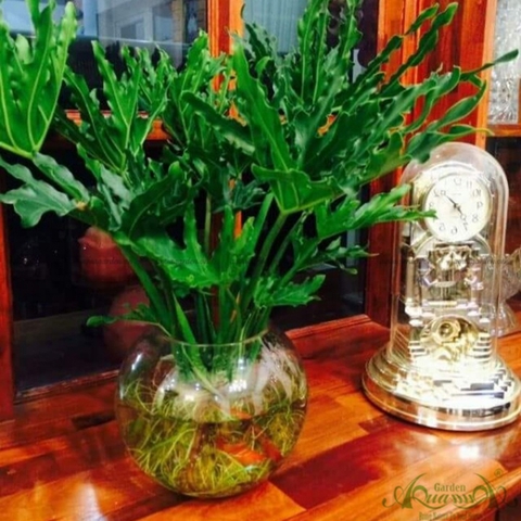Thanh Xuân 04 - Cây Thủy Canh