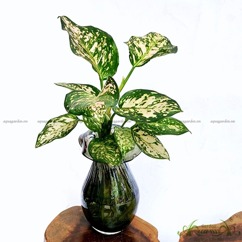 Vạn Lộc Trắng 09 - Cây Thủy Canh