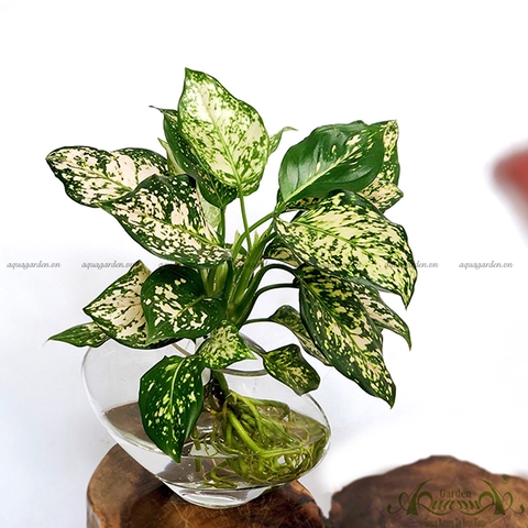 Vạn Lộc Trắng 13 - Cây Thủy Canh