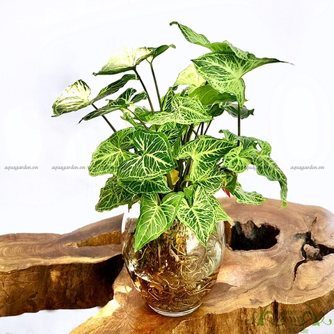 Môn Hợp Quả 05 - Cây Thủy Canh