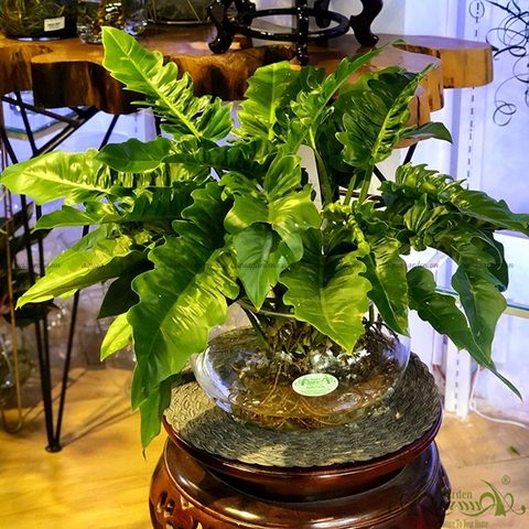 Lục Vỹ Cầm 05 - Cây Thuỷ Canh