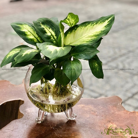 Dạ Lan Thanh 02 - Cây Thủy Canh