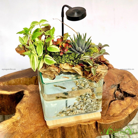 Terrarium 53 - Hồ Thanh Thản