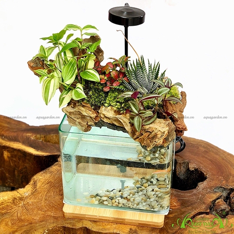 Terrarium 53 - Hồ Thanh Thản