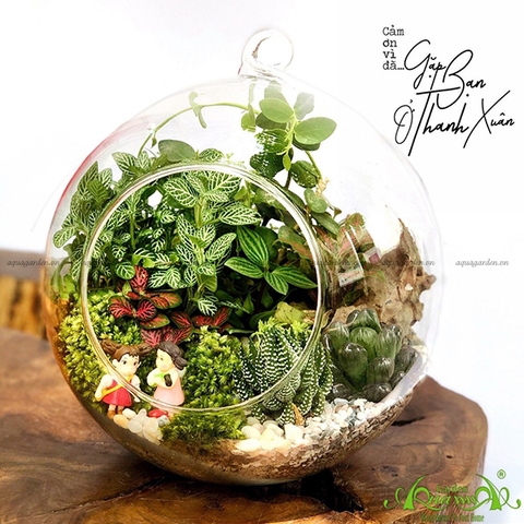 Terrarium 11 - Gặp Bạn Ở Thanh Xuân