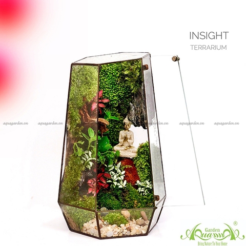 Terrarium 97 - Insight