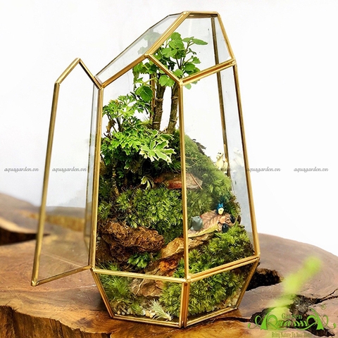 Terrarium 10 - Sống