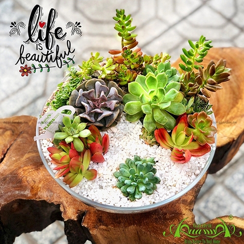 Terrarium 25 - Beautiful Life