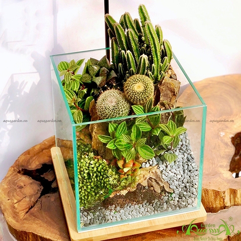 Terrarium 35 - Rừng Nhiệt Đới