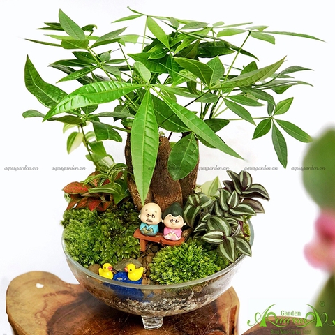 Terrarium 52 - Tình Yêu Kim Cương