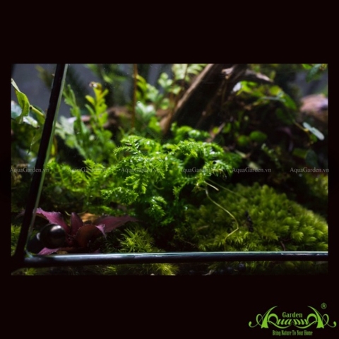 Terrarium 111 - Twins Moon Forest