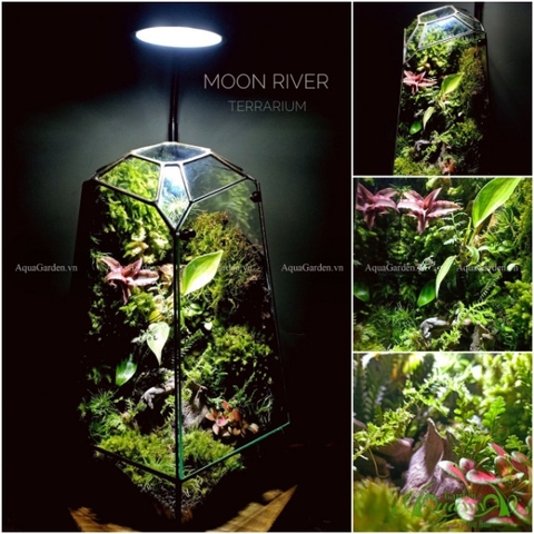 Terrarium 128 - Moon River