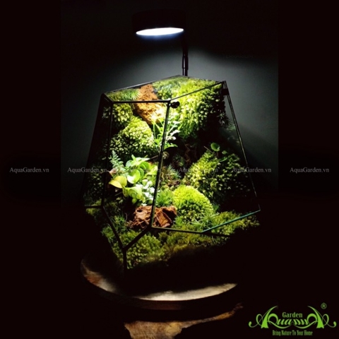 Terrarium 117 - Dream Of Nature