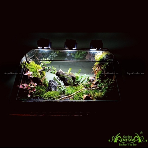 Terrarium 131 - Kairosclenrosis