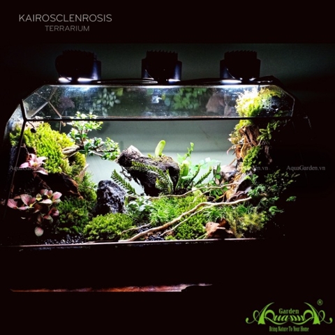 Terrarium 131 - Kairosclenrosis