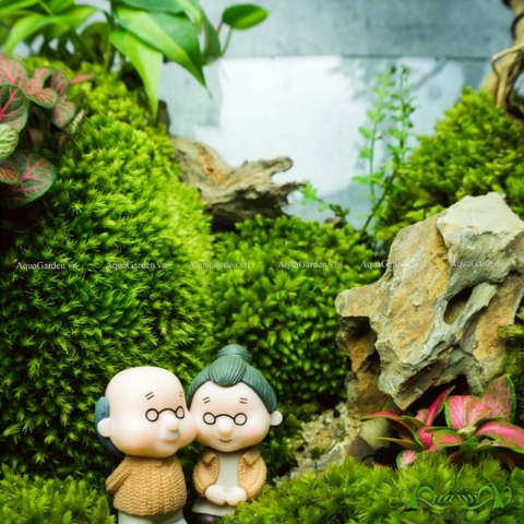 Terrarium 137 - Hồ Uyên Ương