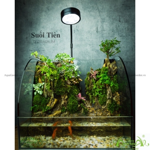 Terrarium 136 - Suối Tiên