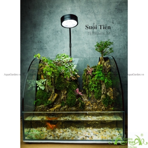 Terrarium 136 - Suối Tiên