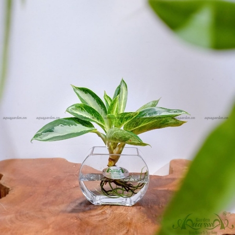 Giữ Tiền 13 - Cây Thủy Canh