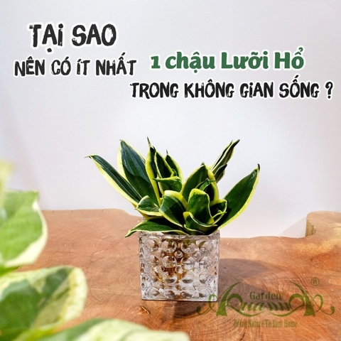 Lưỡi Hổ 18 - Cây Thủy Canh