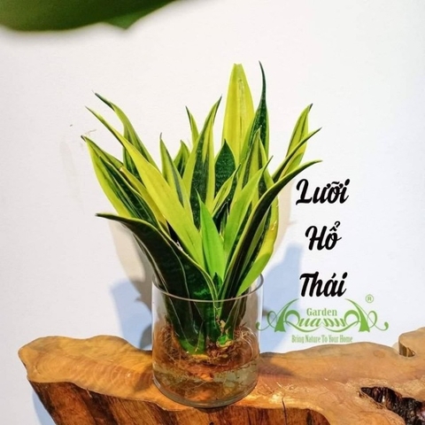 Lưỡi Hổ 21 - Cây Thủy Canh