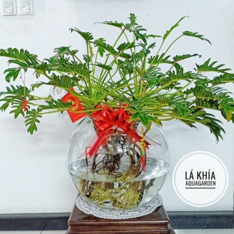 Lá Khía 06 - Cây Thủy Canh