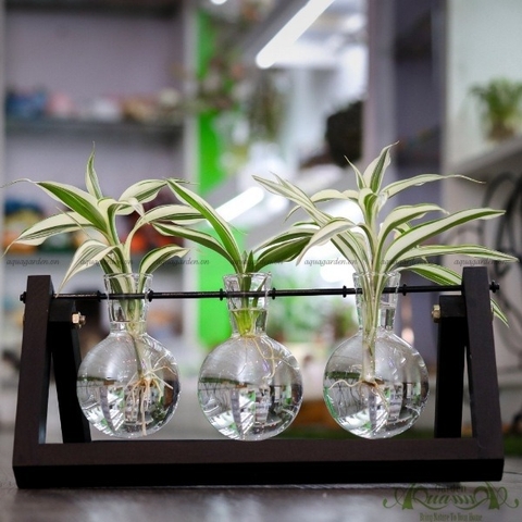 Phát Tài Viền Trắng - Bộ xích đu thủy canh - thủy canh Aquagarden