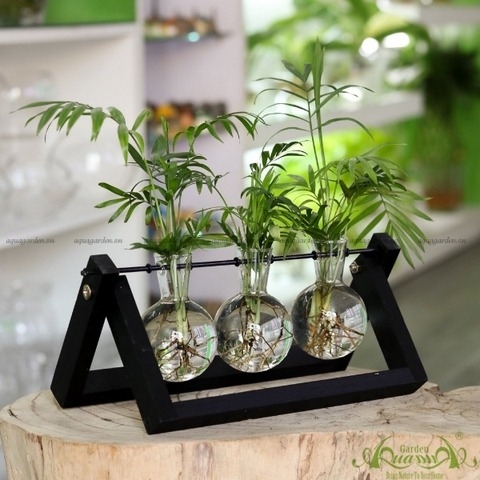 Cau Tiểu Trâm - Bộ kệ xích đu - Thủy canh Aquagarden