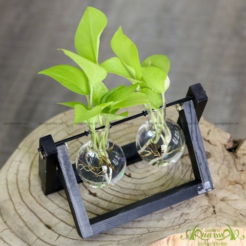 Trầu Bà Vàng - Xích Đu Bộ 2