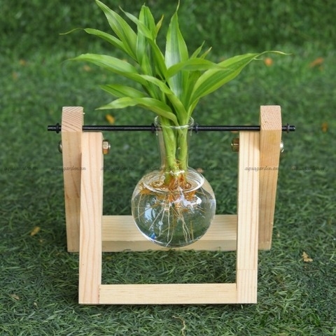 Phát Tài Viền Trắng - Bộ xích đu thủy canh - thủy canh Aquagarden