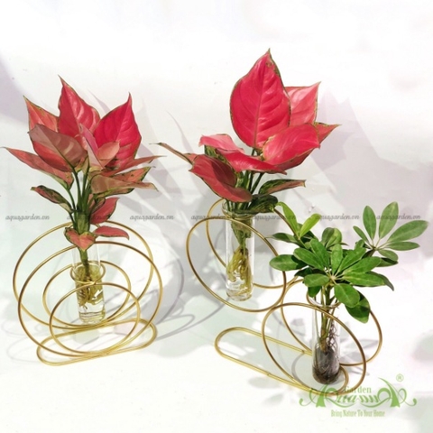 Set Thủy Canh 06 - Hồng Phát Lộc & Ngũ Gia Bì