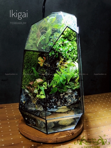 Terrarium 200 - Ikigai