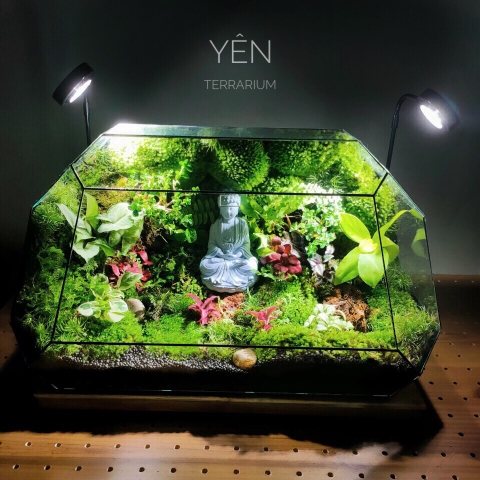 Terrarium 201 - Yên