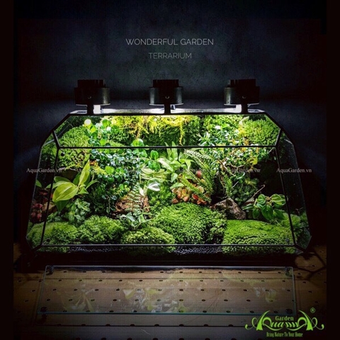 Terrarium 237 - Wonderful Garden