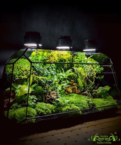 Terrarium 237 - Wonderful Garden