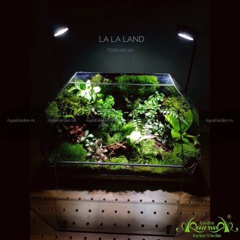 Terrarium 240 - La la land