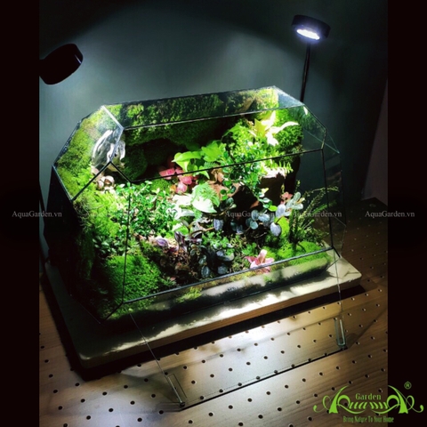 Terrarium 240 - La la land