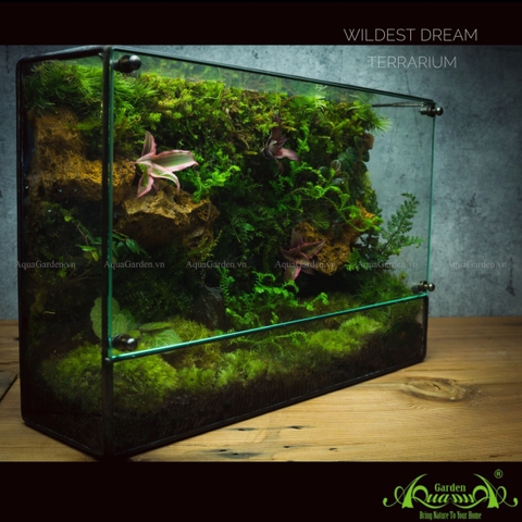 Terrarium 244 - Wildest Dream